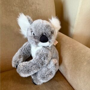 Koala from Taronga Zoo in Sydney